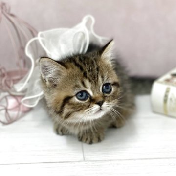 ミヌエット(短足)【兵庫県・男の子・2025年9月30日・ブラウンタビー】の写真「守ってあげたくなる困り顔🥹」