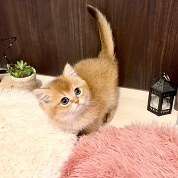 ブリティッシュショートヘア【兵庫県・男の子・2025年10月14日・ゴールデンティックドタビー（ショートヘアー）】の写真「毛量抜群のまん丸フェイス❤️」