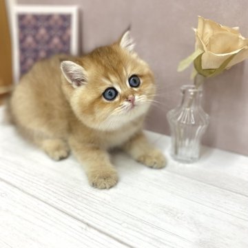 ブリティッシュショートヘア【兵庫県・男の子・2025年4月18日・シェーテッドゴールデン】の写真「爆毛ぽってり王子」