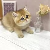 ブリティッシュショートヘア