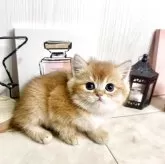 ブリティッシュショートヘア