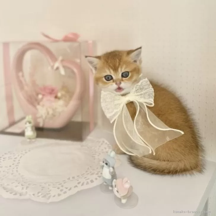 短毛クリスマスファーシュシュ(ゴールド)わんちゃん猫ちゃん用