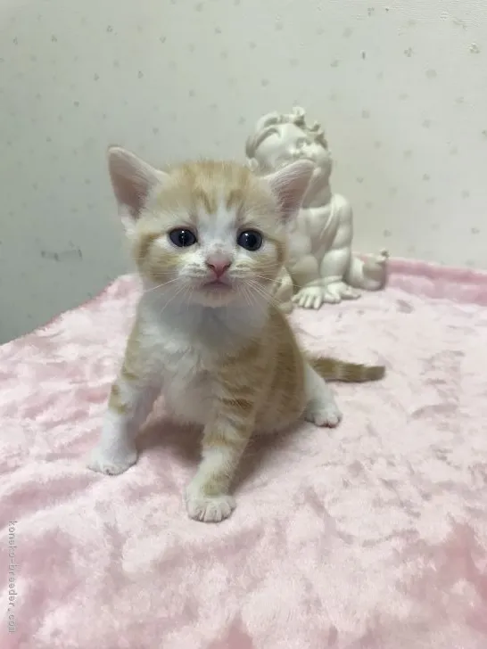 ID：1807-01459の子猫