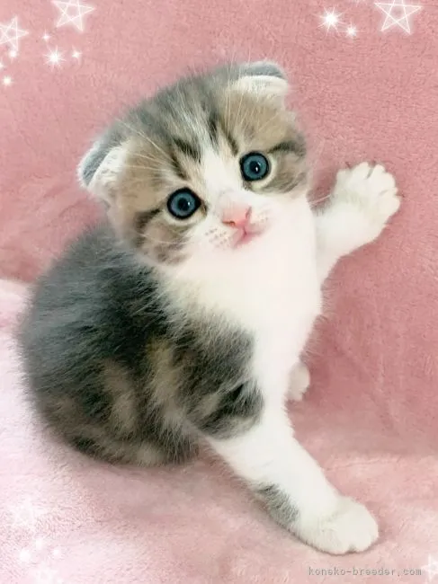 ID:2112-01378の子猫