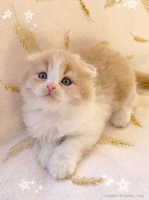 ID:2112-01376の子猫