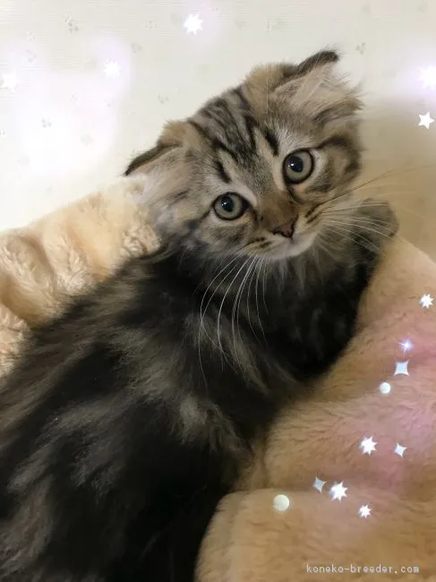 ID：1806-00727の子猫