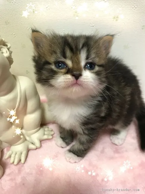 ID:1807-01460の子猫