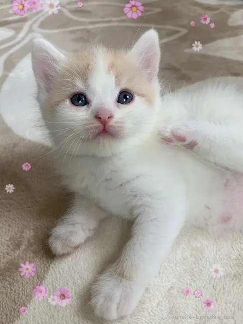 ID:2104-00305の子猫