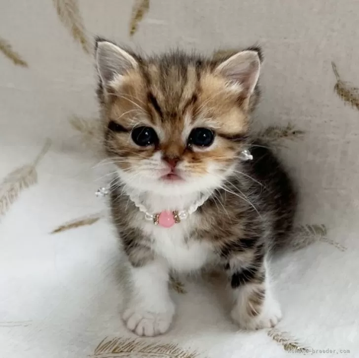 ID：2402-00375の子猫