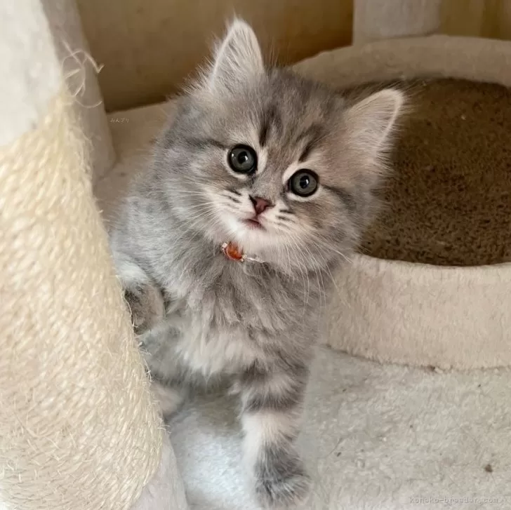 ID：2312-02546の子猫