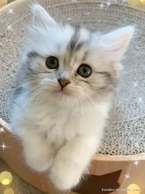 ID：2108-02501の子猫