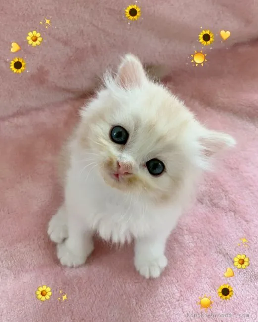 ID:2108-00304の子猫