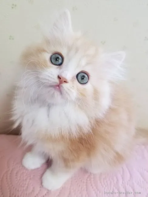 ID:1904-01317の子猫