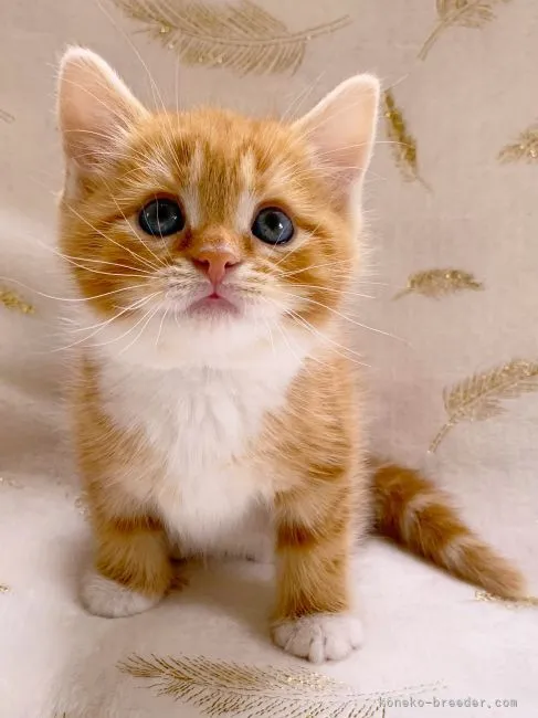 ID：2205-01806の子猫