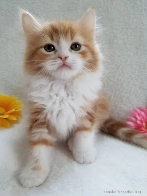 ID:1901-00295の子猫