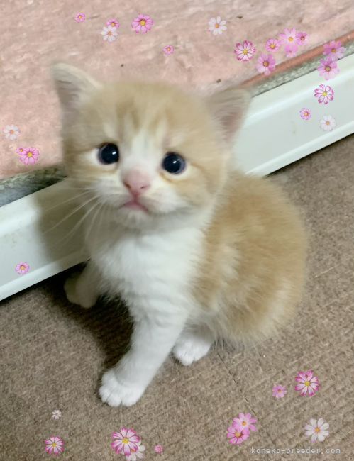 志摩小百合ブリーダーの評価一覧 口コミ 評判 全猫種 みんなの子猫ブリーダー 志摩小百合ブリーダーの評価一覧 口コミ 評判 全猫種 みんなの子猫ブリーダー