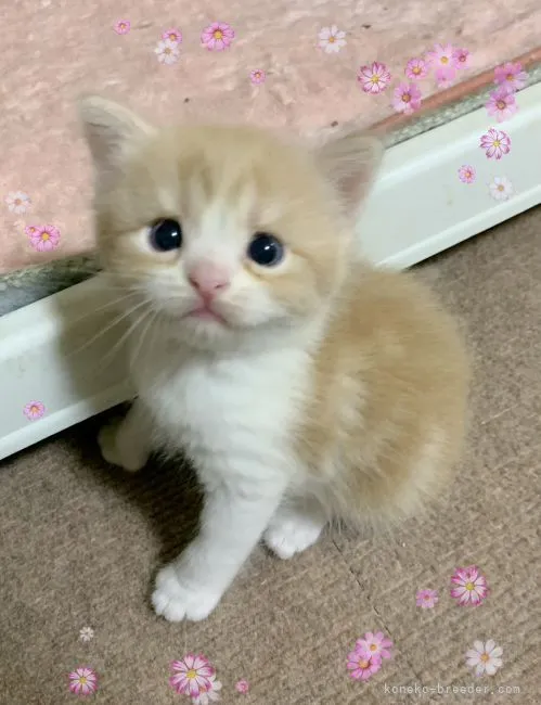 ID：2108-00332の子猫