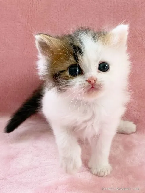 ID:2202-00419の子猫