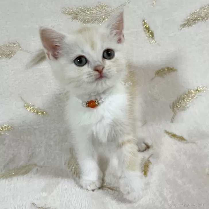 ID：2405-01964の子猫
