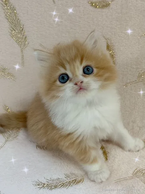 ID:2104-01568の子猫
