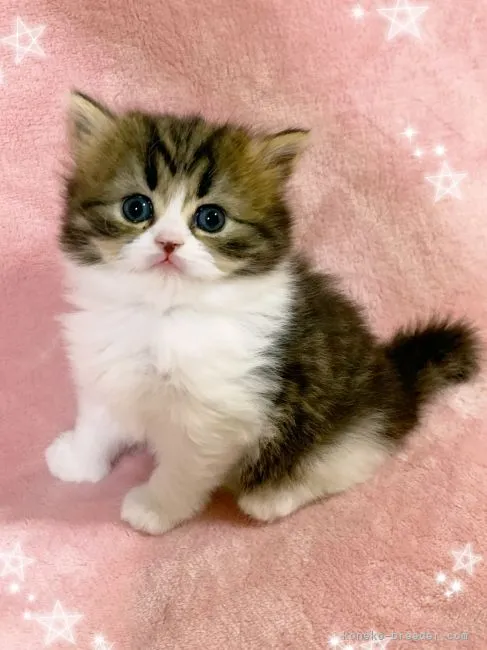 ID：2201-00526の子猫