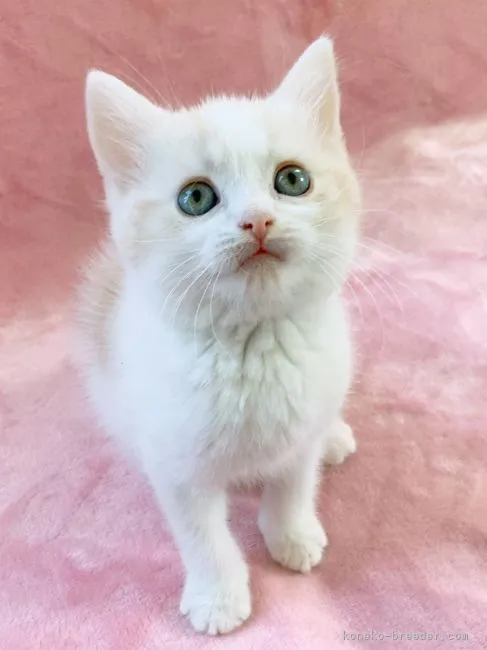 ID：2201-00533の子猫