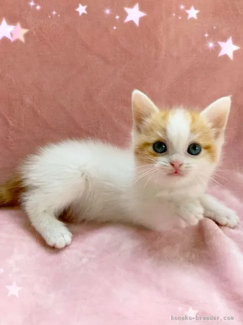 ID：2203-01324の子猫