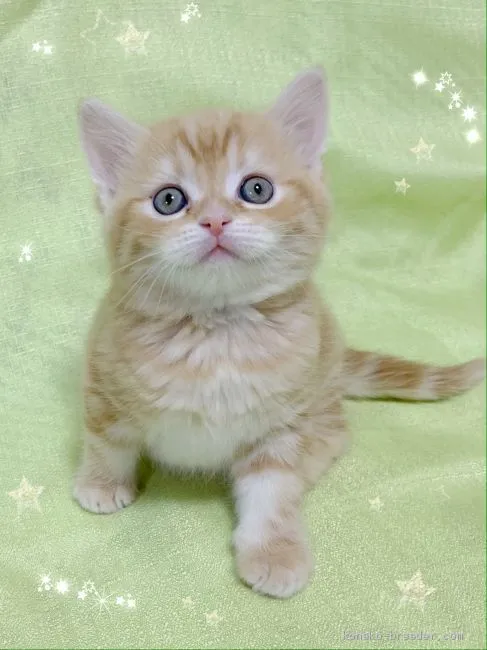 ID：2001-00394の子猫