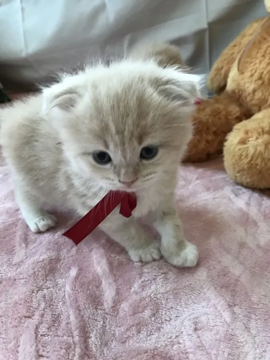 ID:1803-00429の子猫