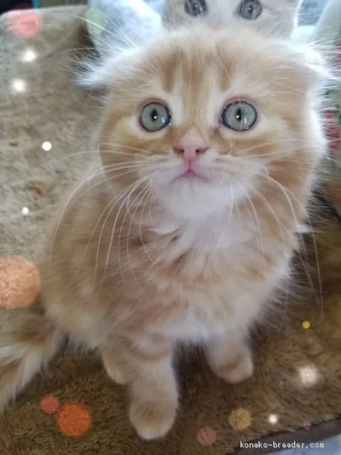 ID：1904-02047の子猫