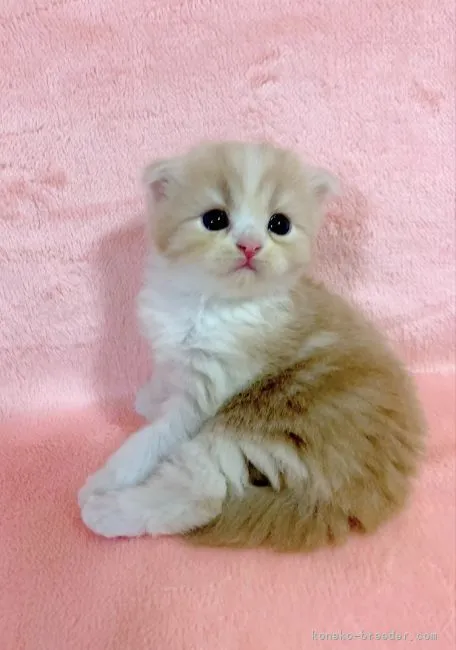 ID：2108-00310の子猫
