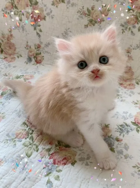 ID:2108-00438の子猫