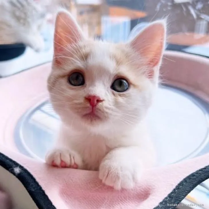 ID:2301-02160の子猫