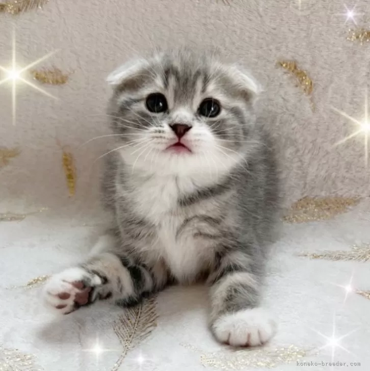 ID:2312-02542の子猫