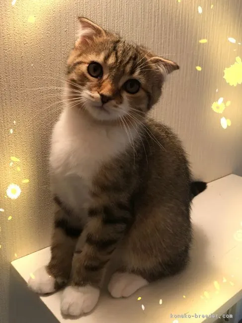 ID：1806-00728の子猫