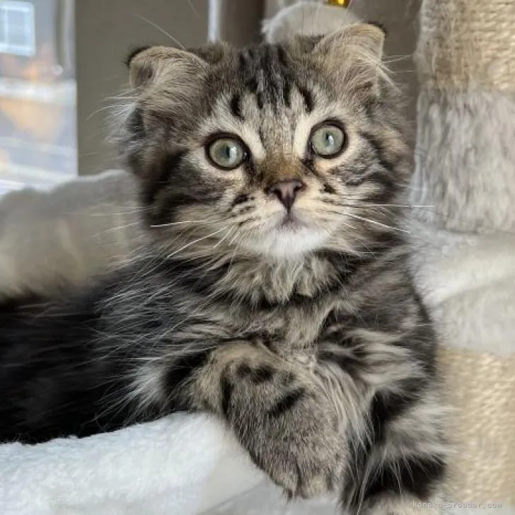 ID：2205-02454の子猫