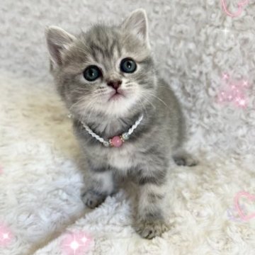 スコティッシュフォールド(立ち耳)【北海道・女の子・2023年10月21日・ブルータビー&ホワイト】の写真「可愛い子🩷」