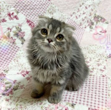 スコティッシュフォールド【北海道・男の子・2022年12月25日・ブルータビー&ホワイト（セミロング）】の写真「マイペースで可愛い男の子❤️」