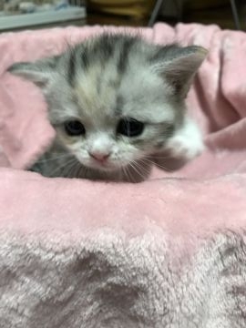 スコティッシュフォールド(立ち耳)【北海道・女の子・2018年2月27日・シルバーパッチドタビー】の写真「おすましおっとりちゃん」