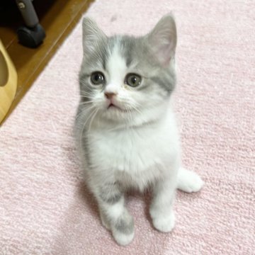 スコティッシュフォールド【北海道・男の子・2023年12月13日・ブルー&ホワイト（短毛）】の写真「人懐こく可愛い子❤️」
