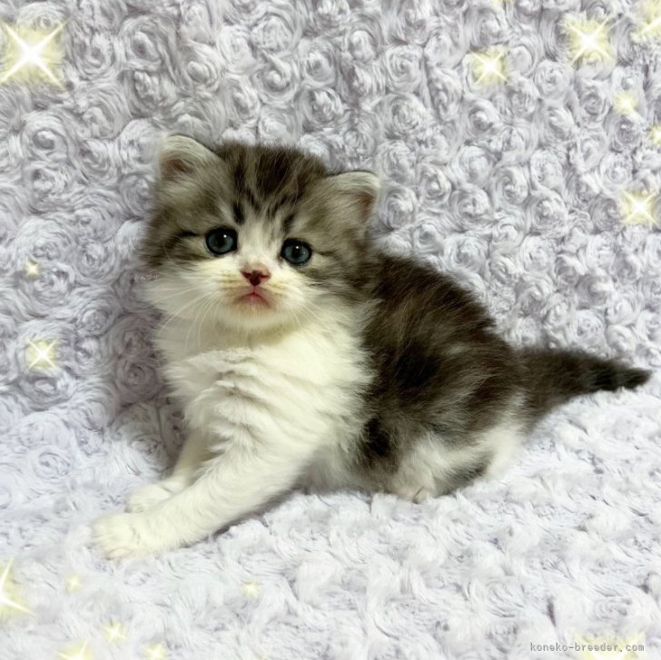 こもも子猫 スコティッシュフォールド(立ち耳)【北海道・男の子・2025年6月
