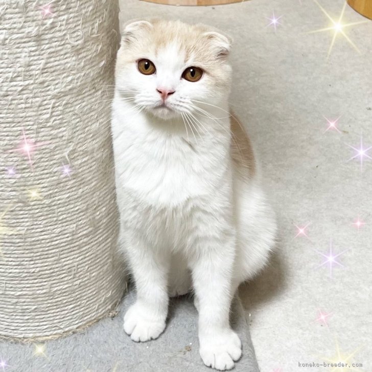 猫様 プレミアム スノープリンセス おまとめ 応募用です🩷 @lcwwjapan #lcwwねこしゃしん レインボーさん