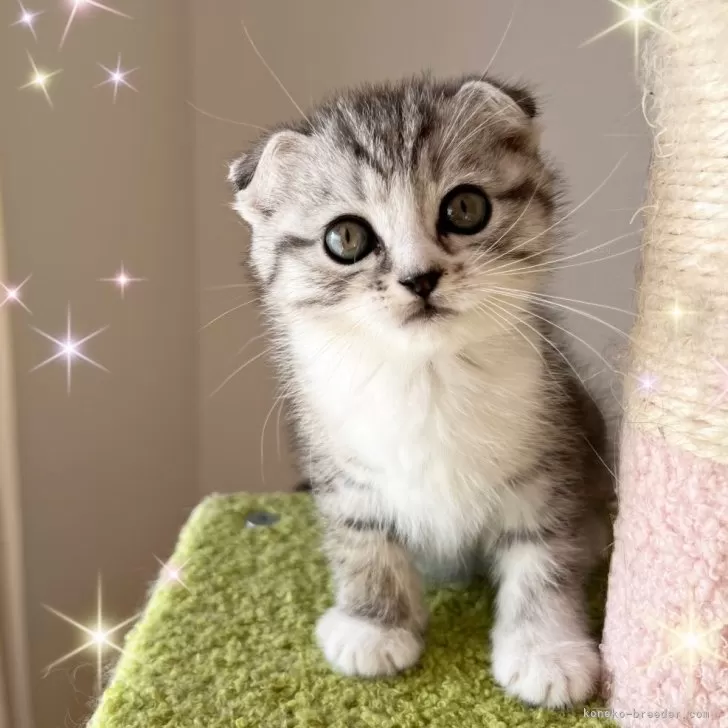 スコティッシュフォールド(折れ耳)【北海道・男の子・2025年9月3日・シルバータビー&amp;ホワイト】の写真1