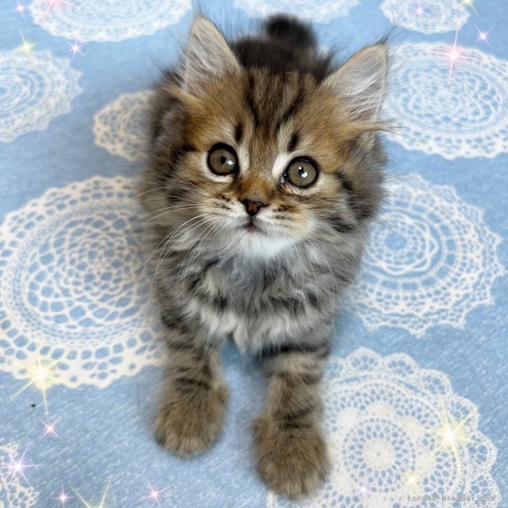 ブリーダー画像