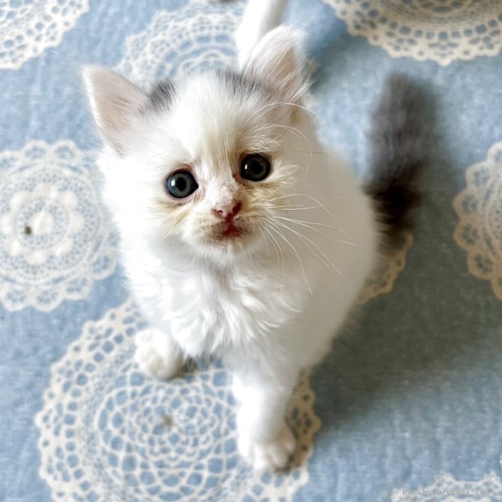 ブリーダー画像