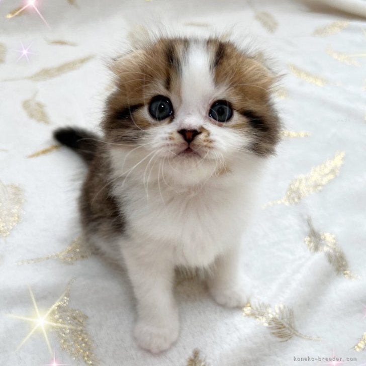 ブリーダー画像