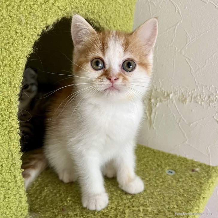 ブリーダー画像