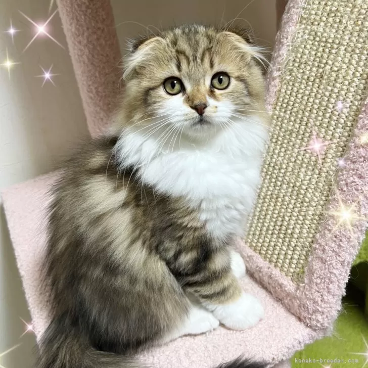 スコティッシュフォールド(折れ耳)【北海道・男の子・2025年8月29日・ブラウンタビー&amp;ホワイト】の写真1