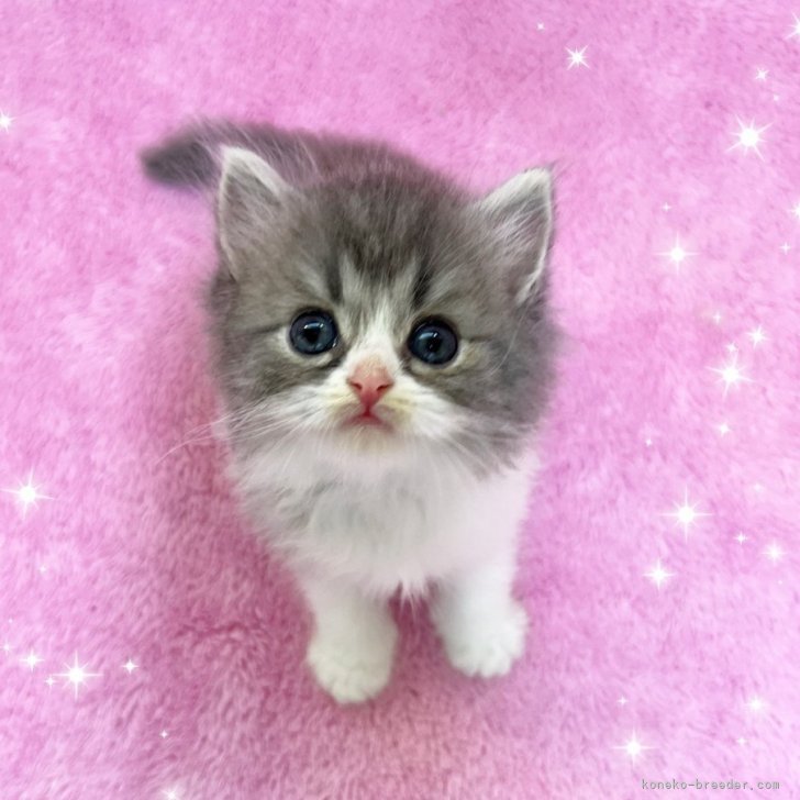 F6-080418　 可愛い子猫ちゃんたち ふわふわもこもこ可愛い☆子猫ちゃん達♪ | Petshop navi