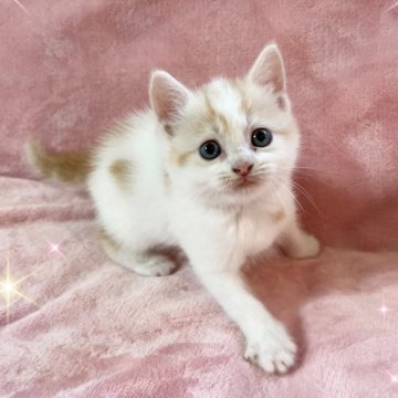 スコティッシュフォールド(立ち耳)【北海道・男の子・2025年7月4日・クリーム&ホワイト】の写真「可愛い男の子❤️」